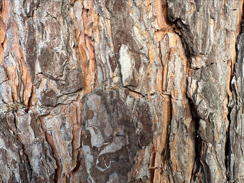 Rough tree bark with lichen texture