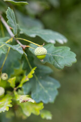 Young green acorn growing among lobed leaves of an English oak tree, photographed in soft natural light with a blurred woodland background. © Do