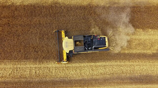 Top down aerial view of a combine harvester cutting ripe golden grain, creating a clear boundary between harvested stubble and standing crop while producing a trail of dust.