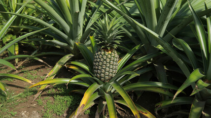 Fototapeta premium Photorealistic tropical pineapple in lush garden bed, bright daylight