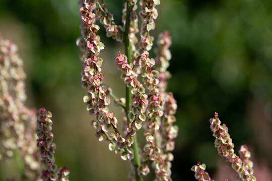 Closeup of Cluster of Pink Yellow Sorrel Flower