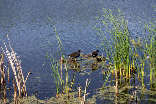 Birds in Pond by Green Grass