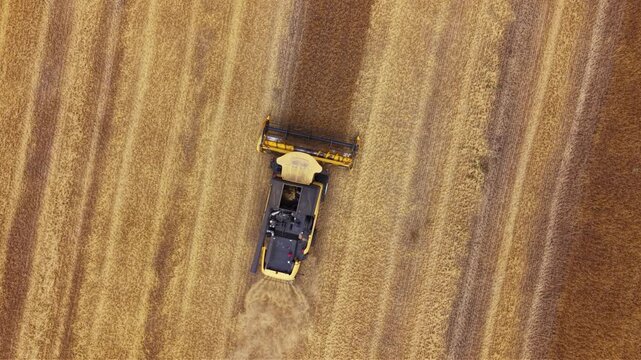 Top down aerial view of a combine harvester cutting ripe golden grain, creating a clear boundary between harvested stubble and standing crop while producing a trail of dust.