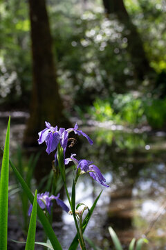 Purple Iris Flowers in Garden by Lake