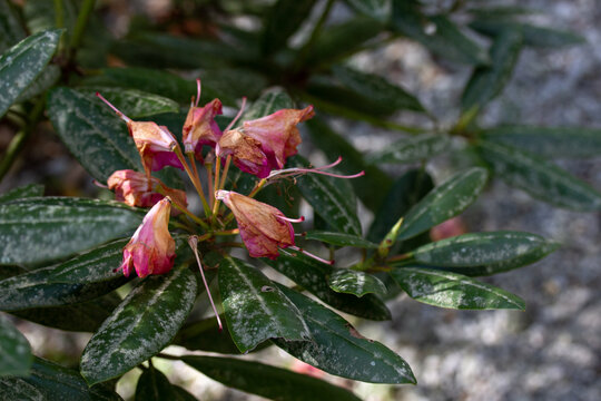 Dying Pink Flowers with Green Leaves