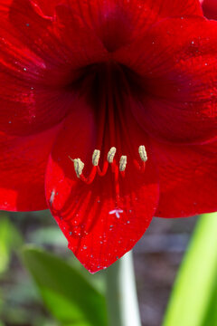 Closeup of Red Flower