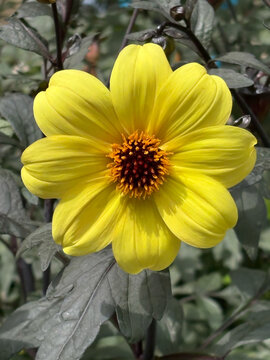 Fleur jaune de Tithonia en gros plan