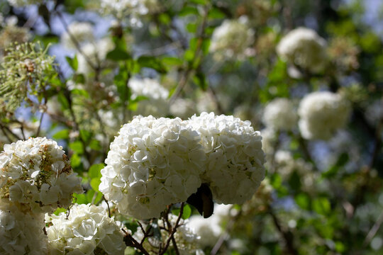 Closeup of White Flower Cluster