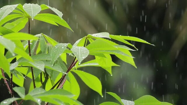 Cinematic close-up of fresh green cassava leaves during heavy rain in a tropical garden. Soft blurred bokeh background with falling raindrops, perfect for nature, weather, environment, and relaxation 