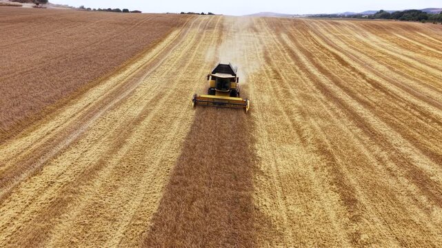 Aerial view of a combine harvester cutting and harvesting a golden grain field, leaving rows of stubble behind while agricultural machinery produces dust during summer harvest.