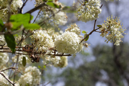 Clusters of White Flowers on Branches