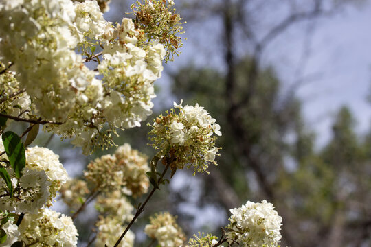 Clusters of White Flowers with Background of Blue Sky and Trees