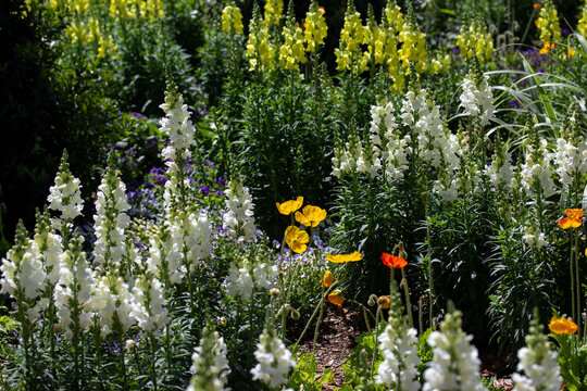 Flower Garden With White Snapdragons and Poppies
