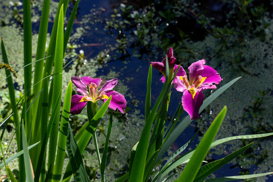 Purple Irises with Green Leaves by Pond