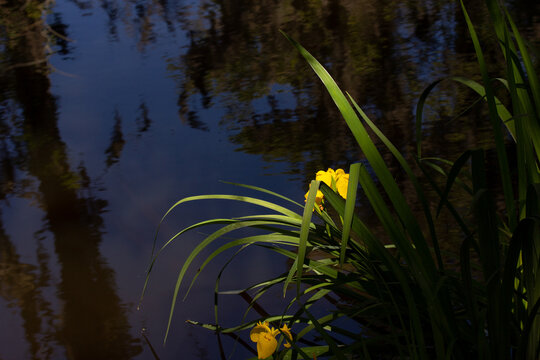 Yellow Flower with Green Leaves with Water Background