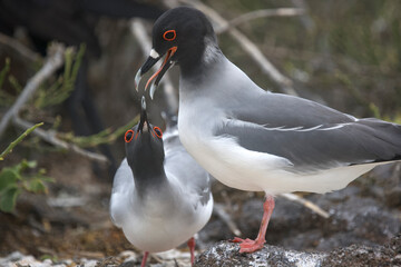 Obraz premium Swallow-tailed gull feeding a near adult on the Galapagos Islands