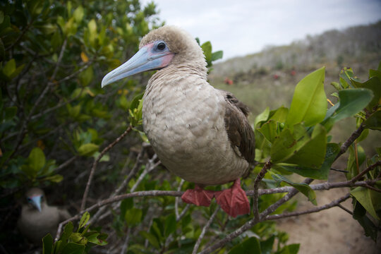 Red-footed booby resting on the Galapagos Islands