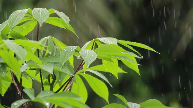 Static close up shot of vibrant green cassava leaves during heavy rainfall in tropical garden. Soft natural blurred background, raindrops falling, cinematic atmosphere for environment, nature, and rel