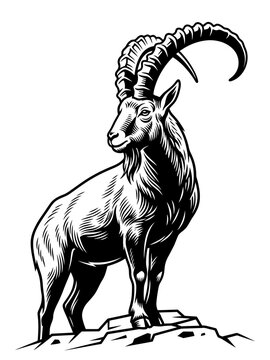 Mountain goat ibex buck vector illustration in black and white