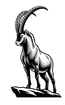 Mountain goat ibex buck vector illustration in black and white