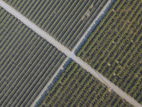 Aerial view of Finca El Pino featuring rows of fruit trees divided by a dirt path in the agricultural landscape of Caspe, Aragon, Spain.