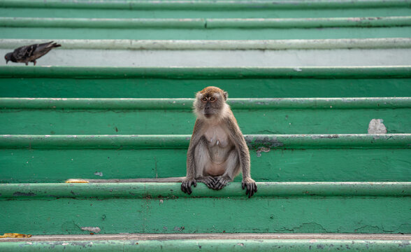 Long-tailed macaque monkey sitting outdoors on the colorful steps of a temple in Malaysia. Wallpaper.