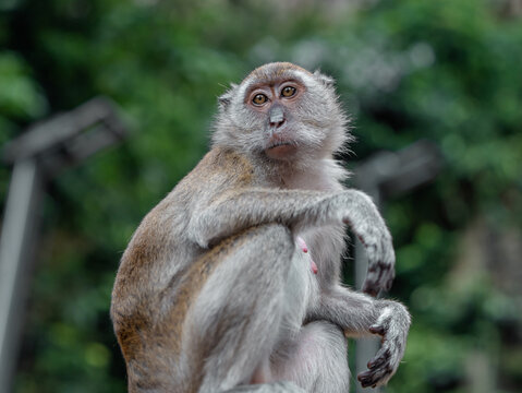 Portrait of a long-tailed macaque monkey. Photograph taken at Batu Caves, a temple in Malaysia. Wallpaper.