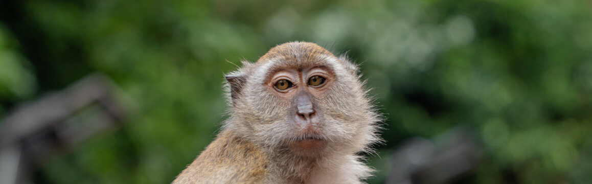 Portrait of a long-tailed macaque monkey. Photograph taken at Batu Caves, a temple in Malaysia. Wallpaper.