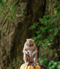 Long-tailed macaque monkey sitting outdoors eating on the colorful steps of a temple in Malaysia. Wallpaper. © TxemaPhoto