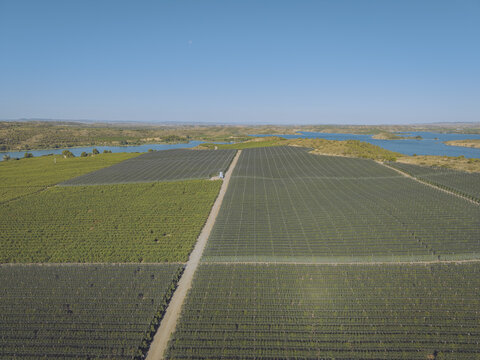Aerial view of Finca El Pino featuring vast agricultural fields covered with protective netting, a dirt road, and a reservoir under a clear blue sky in Caspe, Aragon, Spain.
