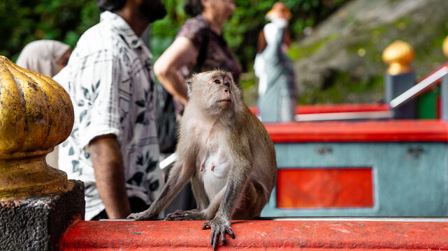 Long-tailed macaque monkey sitting outdoors eating on the colorful steps of a temple in Malaysia. Wallpaper.	