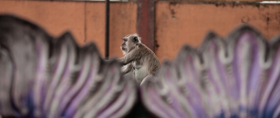 Long-tailed macaque monkey sitting outdoors eating on the colorful steps of a temple in Malaysia. Wallpaper.  © TxemaPhoto