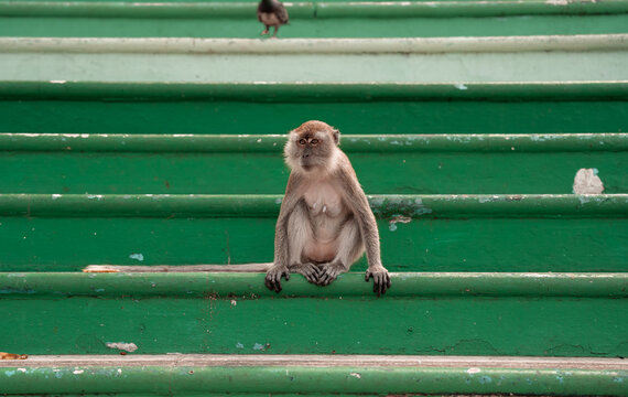 Long-tailed macaque monkey sitting outdoors on the colorful steps of a temple in Malaysia. Wallpaper.