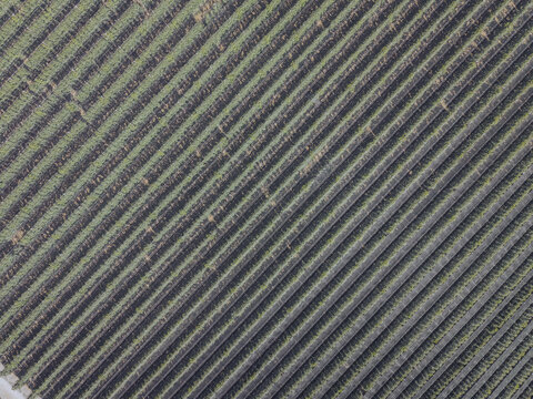 Aerial view of Finca El Pino showing rows of crops covered with black plastic mulch in the agricultural landscape of Caspe, Aragon, Spain.