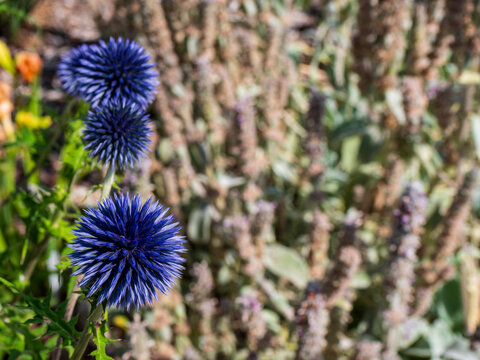 Blue globe thistle flowers, Echinops, growing in a sunny garden. Spherical blooms and spiky texture ideal for gardening, landscaping, nature, biodiversity and ornamental plant concepts.