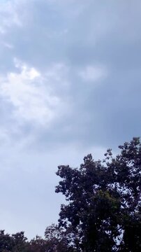 Large tree swaying in strong wind under overcast sky.