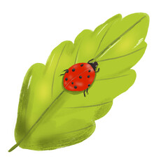 hand painted leaf and ladybug illustration  © Hasnaart