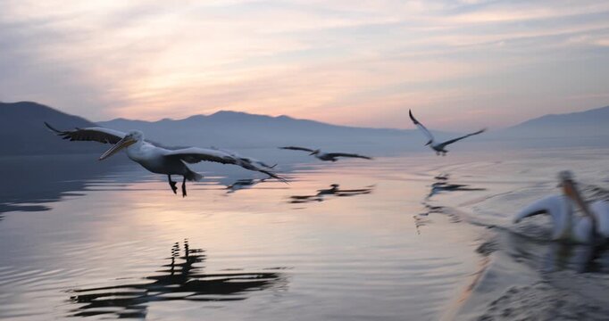 Beautiful Dalmatian pelican flying at the sunset with blue sky at the background