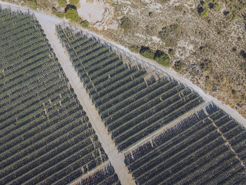 Aerial view of Finca El Pino showing extensive rows of fruit trees protected by black netting, separated by dirt paths in the arid landscape of Caspe, Aragon, Spain.