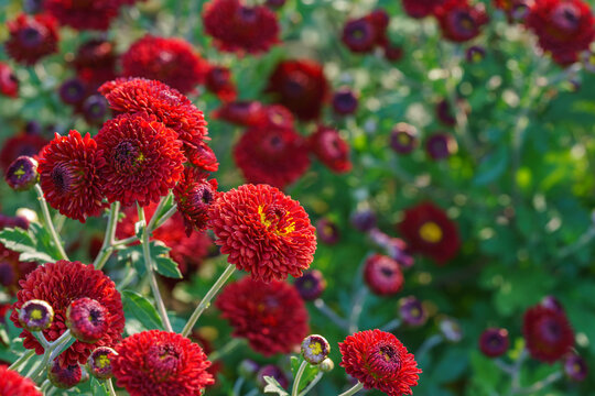 Bright red pompon chrysanthemum flowers in full bloom creating vibrant floral background. Closeup of colorful autumn blossoms growing in a garden, seasonal fall decorative plant breeding