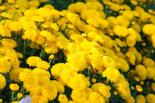 Bright yellow pompon chrysanthemum flowers in full bloom creating vibrant floral background. Closeup of colorful autumn blossoms growing in a garden, seasonal fall decorative plant breeding