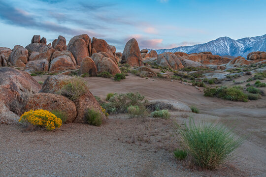 Beautiful scenic view of Alabama Hills with yellow wildflowers and Sierra Nevada mountains at twilight