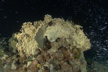 Coral reef and water plants in the Red Sea, Eilat, Israel  © yeshaya