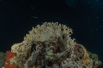 Coral reef and water plants in the Red Sea, Eilat, Israel  © yeshaya