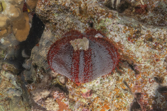 Coral reef and water plants in the Red Sea, Eilat, Israel
