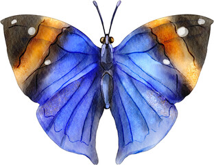 Dead Leaf Butterfly Watercolor Clip Art © Je