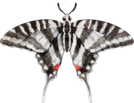 Zebra Swallowtail Butterfly Watercolor Clip Art