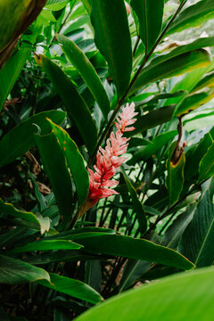 Flowering in the jungle