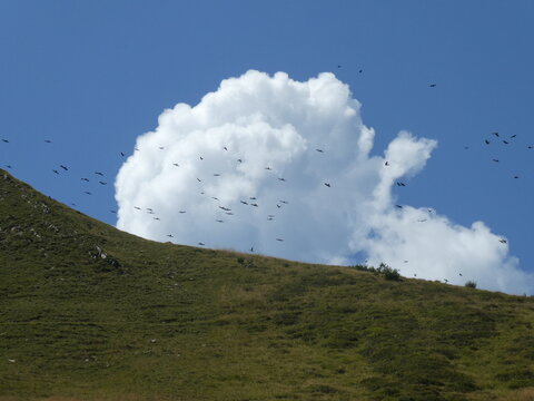 uccelli in volo