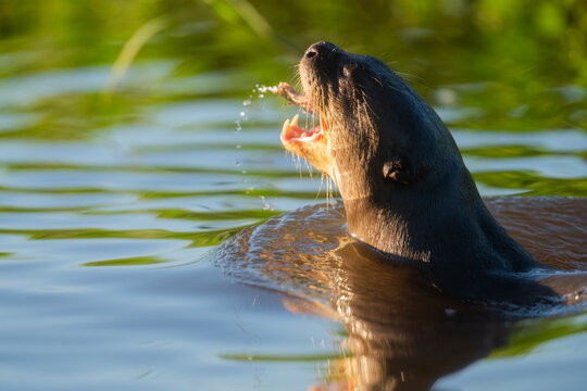 Giant Otter Catching A Small Fish, The Pantanal, Brazil  